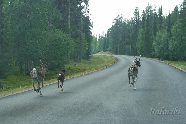 Norwegia (275).JPG - Fińska Laponia - władcy szos